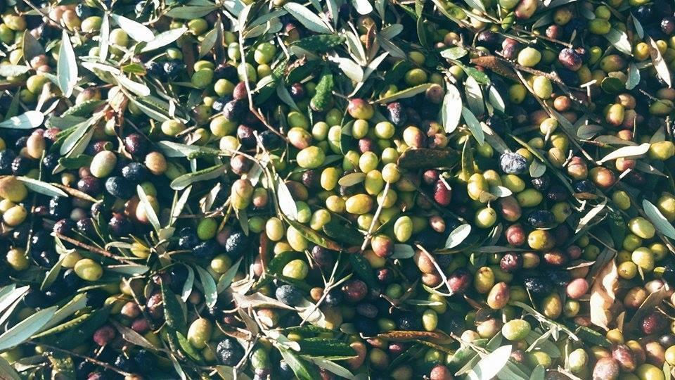 Il Pettirosso B&B Grottaferrata Dış mekan fotoğraf