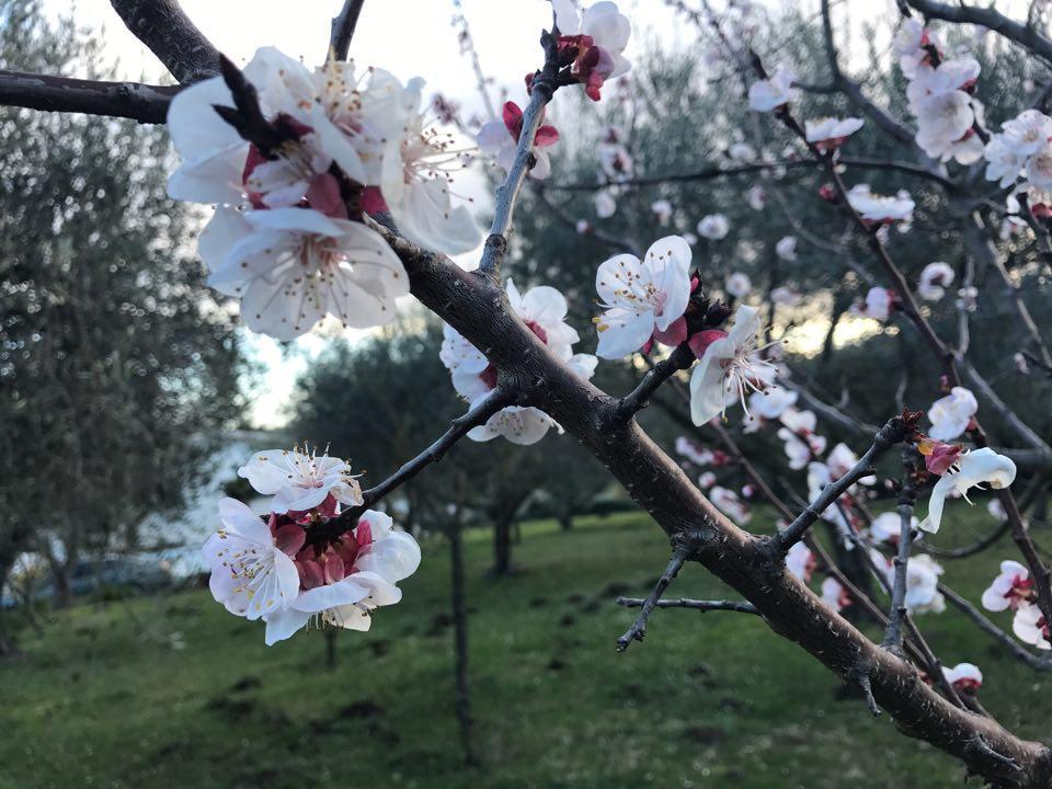 Il Pettirosso B&B Grottaferrata Dış mekan fotoğraf