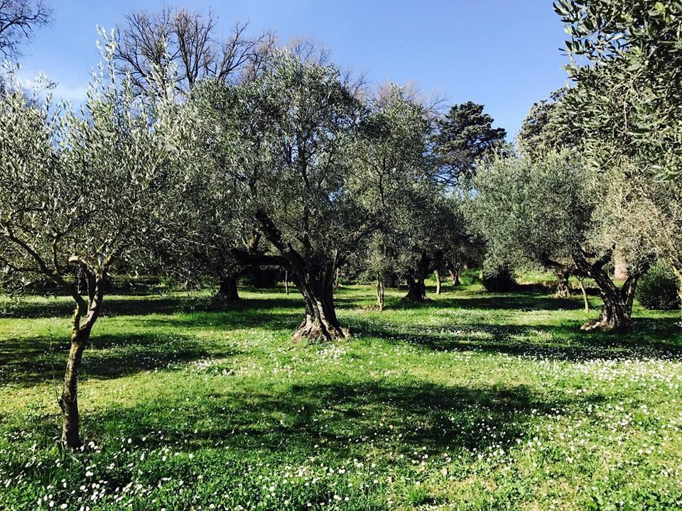 Il Pettirosso B&B Grottaferrata Dış mekan fotoğraf